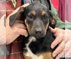 Coonhound-Retriever  Mix Dogs for adoption in Washington, DC, USA