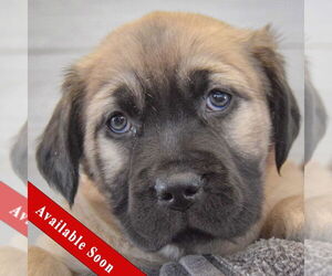 Colonial Cocker Spaniel-German Shepherd Dog Mix Dogs for adoption in Huntley, IL, USA