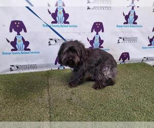Shih Tzu-Unknown Mix Dogs for adoption in Orlando, FL, USA