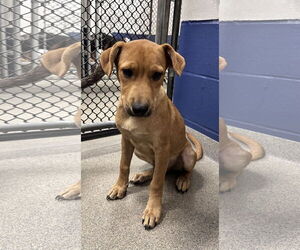 Labrador Retriever-Unknown Mix Dogs for adoption in Sterling, MA, USA