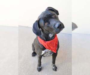 Labrador Retriever-Unknown Mix Dogs for adoption in McKinney, TX, USA