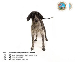 German Shorthaired Pointer Dogs for adoption in Mobile, AL, USA