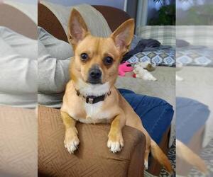 Chihuahua Dogs for adoption in Tonawanda, NY, USA