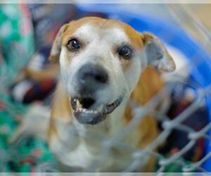 Mutt Dogs for adoption in Tulsa, OK, USA