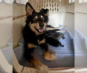 Border Collie Dogs for adoption in Denton, TX, USA