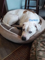 American Bulldog-Unknown Mix Dogs for adoption in Coconut Creek, FL, USA