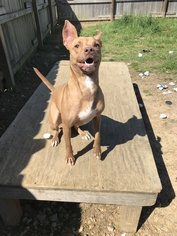 Basenji Dogs for adoption in Jackson, MS, USA