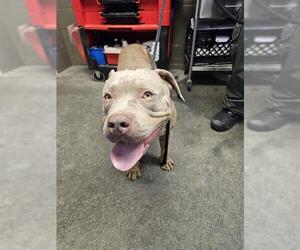American Pit Bull Terrier Dogs for adoption in Downey, CA, USA