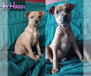 Mutt Dogs for adoption in Jackson Township, NJ, USA