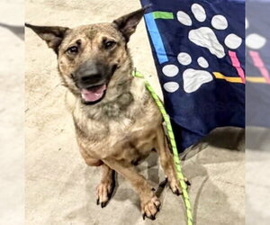German Shepherd Dog-Unknown Mix Dogs for adoption in Houston, TX, USA