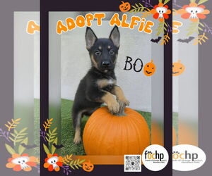 German Shepherd Dog Dogs for adoption in Menifee, CA, USA
