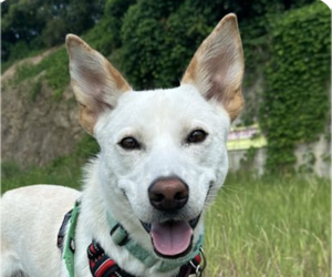 Mutt Dogs for adoption in San Ramon, CA, USA