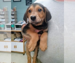Black and Tan Coonhound Dogs for adoption in Clarkesville, GA, USA