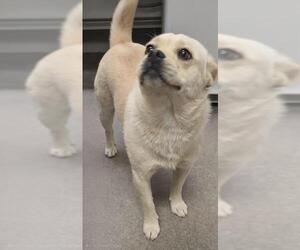 Chihuahua-Unknown Mix Dogs for adoption in HESPERIA, CA, USA