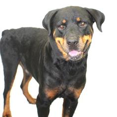 Medium Photo #1 Rottweiler Puppy For Sale in Titusville, FL, USA