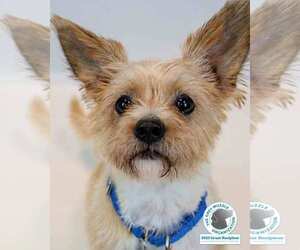 Papillon-Unknown Mix Dogs for adoption in Kennesaw, GA, USA
