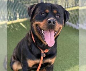 Rottweiler Dogs for adoption in Camarillo, CA, USA