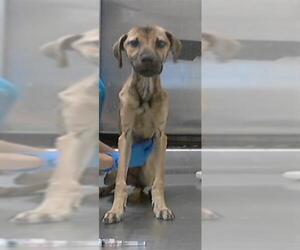 Labrador Retriever-Unknown Mix Dogs for adoption in Fayetteville, NC, USA