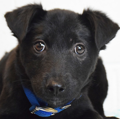Medium Photo #1 Labrador Retriever-Unknown Mix Puppy For Sale in Huntley, IL, USA