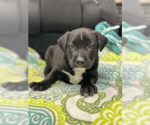 Labrador Retriever-Unknown Mix Dogs for adoption in Stockton, CA, USA