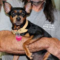 Miniature Pinscher Dogs for adoption in Elmsford, NY, USA