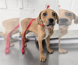 Labrador Retriever-Unknown Mix Dogs for adoption in San Bernardino, CA, USA