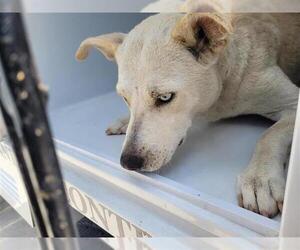 Siberian Husky-Unknown Mix Dogs for adoption in Houston, TX, USA