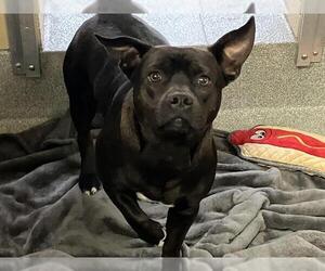 American Pit Bull Terrier-Unknown Mix Dogs for adoption in Orange, CA, USA