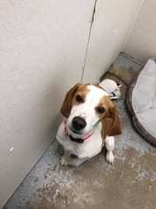 Beagle-Unknown Mix Dogs for adoption in Mattoon, IL, USA