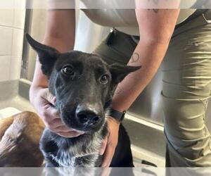 Shollie Dogs for adoption in San Martin, CA, USA