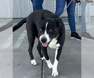 Border Collie-Unknown Mix Dogs for adoption in Bakersfield, CA, USA