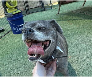 Boxer-Pug Mix Dogs for adoption in Tempe , AZ, USA