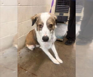 Mutt Dogs for adoption in San Bernardino, CA, USA