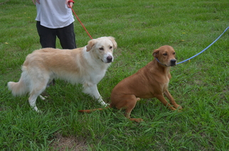 Golden Labrador Dogs for adoption in Harpswell, ME, USA
