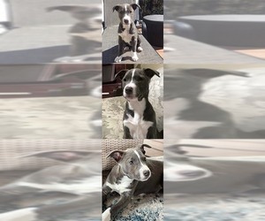 Australian Shepherd-Unknown Mix Dogs for adoption in Chantilly, VA, USA