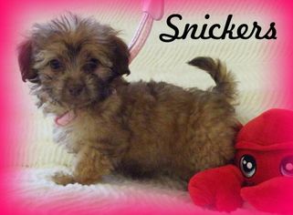 Medium Photo #1 ShiChi Puppy For Sale in Anaheim Hills, CA, USA
