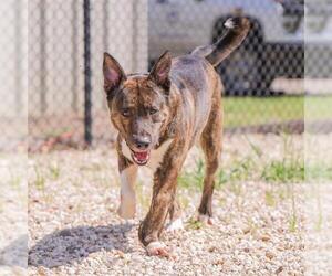 Dutch Shepherd -Unknown Mix Dogs for adoption in Waco, TX, USA