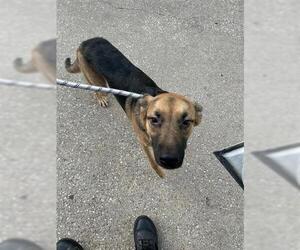 German Shepherd Dog-Unknown Mix Dogs for adoption in Houston, TX, USA