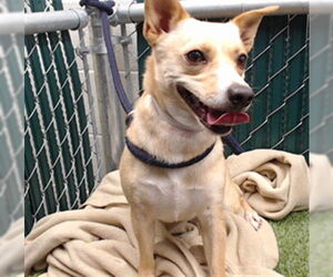 Chihuahua Dogs for adoption in Downey, CA, USA