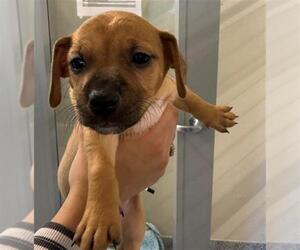 Plott Hound-Unknown Mix Dogs for adoption in Houston, TX, USA