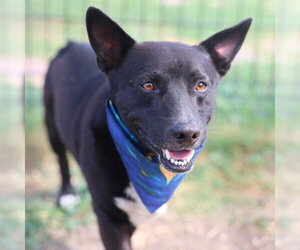 Mutt Dogs for adoption in San Antonio, TX, USA