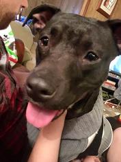 Staffordshire Bull Terrier Dogs for adoption in Oro Valley, AZ, USA