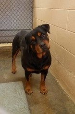 Rottweiler Dogs for adoption in Tarboro, NC, USA