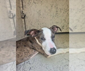 American Staffordshire Terrier Dogs for adoption in Fort Lauderdale, FL, USA