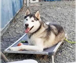 Alaskan Malamute Dogs for adoption in Romoland, CA, USA