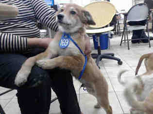 Golden Retriever Dogs for adoption in Houston, TX, USA