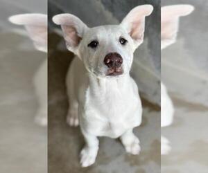 German Shepherd Dog-Unknown Mix Dogs for adoption in Camarillo, CA, USA