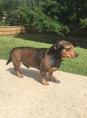Dachshund Dogs for adoption in Baton Rouge, LA, USA