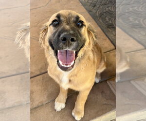 Golden Retriever-Unknown Mix Dogs for adoption in Lancaster, CA, USA