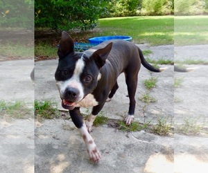 American Staffordshire Terrier-Boston Terrier Mix Dogs for adoption in Maryville, TN, USA